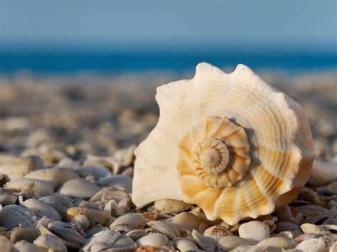 Seashell Invitation Template