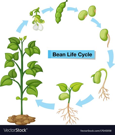 Bean Plant Life Cycle