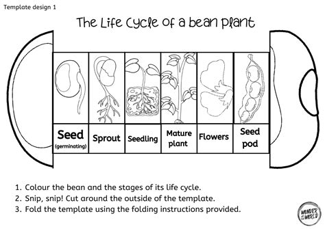 Bean Plant Life Cycle Activities