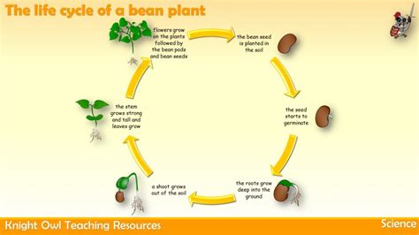 Bean Plant Life Cycle Chart