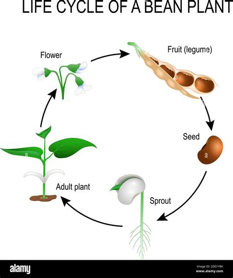 Bean Plant Life Cycle Stages