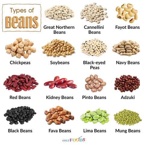 Types of navy beans