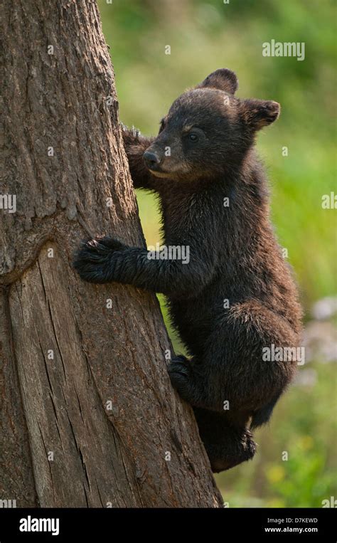 Bear Climbing a Tree