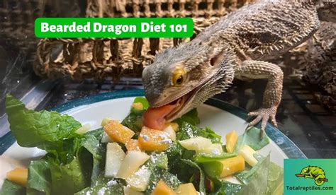 Bearded Dragon Diet