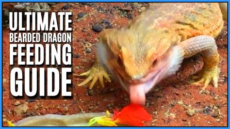 Bearded dragon diet tips