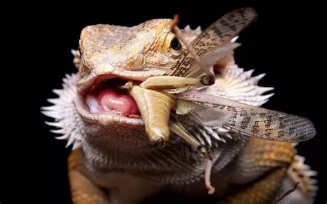 Bearded dragon dietary needs