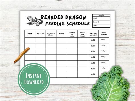 Bearded Dragon Feeding Schedule