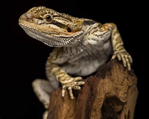 Bearded Dragon Food Allergies