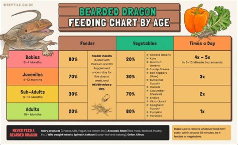 Bearded Dragon Food Chart