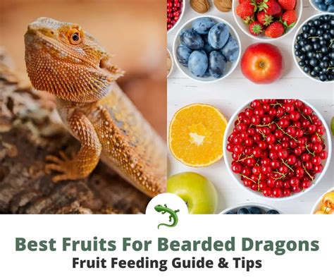 Bearded dragon fruits