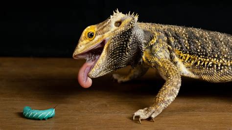 Bearded dragon nutrition