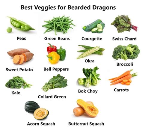 Bearded dragon vegetables