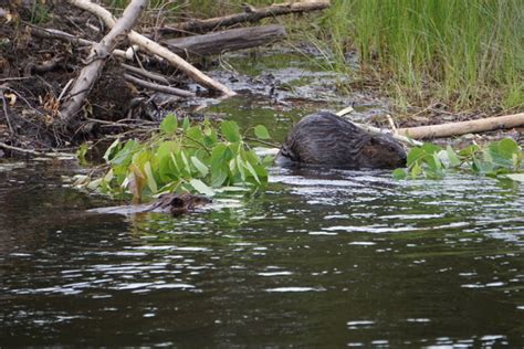 Beaver Behavior and Ecology