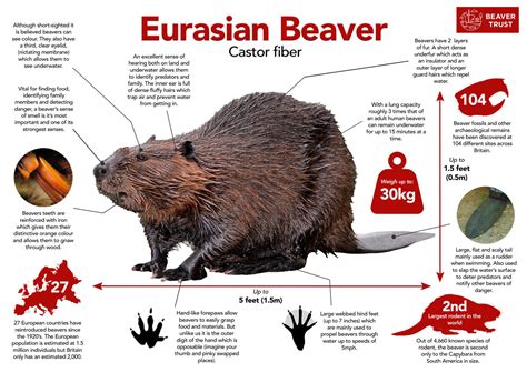 Beaver Biology and Physiology