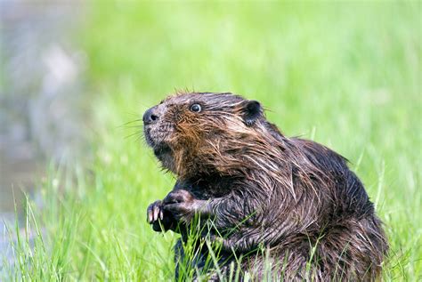 Beaver Conservation and Management