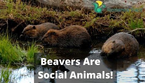 Beaver Social Dynamics and Communication