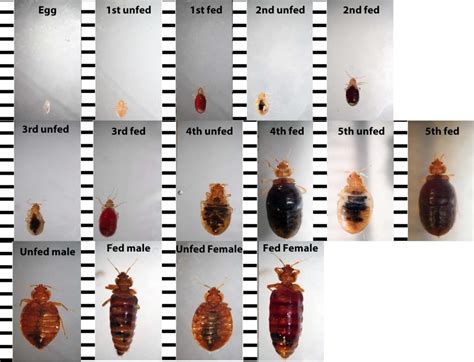 Characteristics of bed bug nymphs