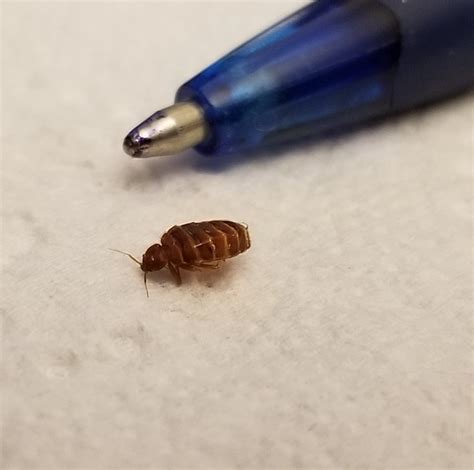 Control of bed bug nymph infestations