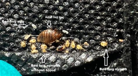 Prevention and control of bed bug nymphs