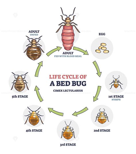 Stages of bed bug nymph development