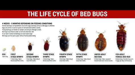 Treatment of bed bug nymph infestations