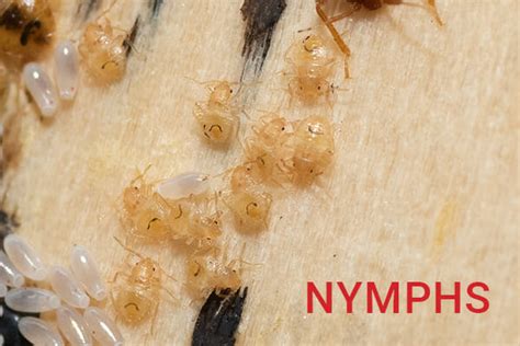 Bed bug nymphs