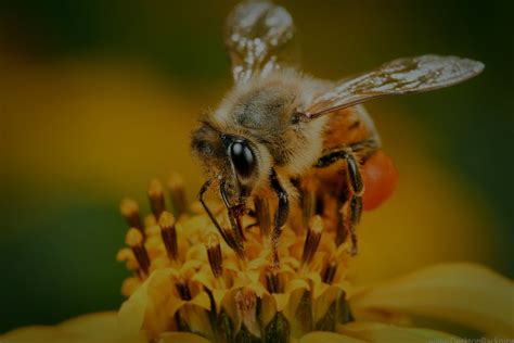 Picture of a bee