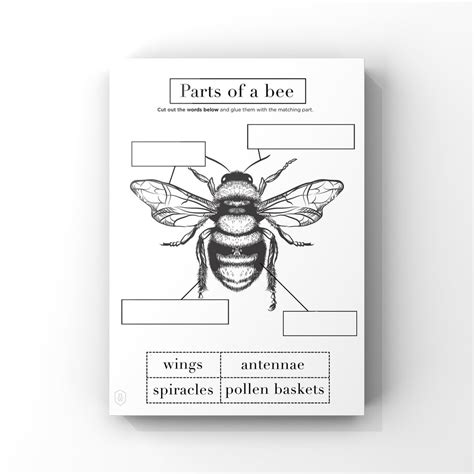 Bee Anatomy Printables