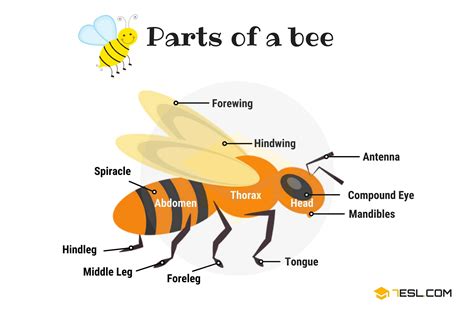 Bee Anatomy Printables Gallery