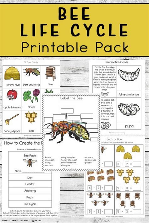 Bee Life Cycle Printables