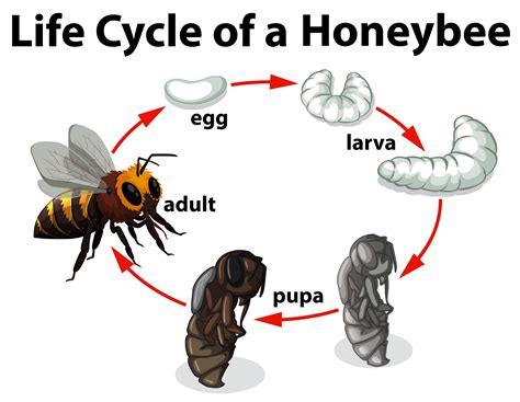 Bee Life Cycle Printables Gallery