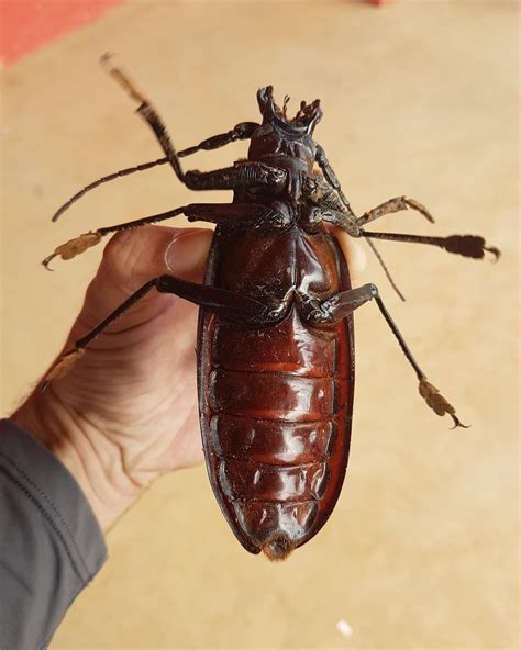 Beetle Titan insect