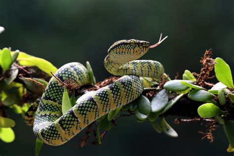 Behavior and Diet of Tropical Rainforest Snakes