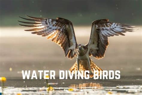 Benefits of bird diving