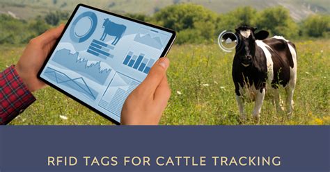 Benefits of Cow Identification Tags