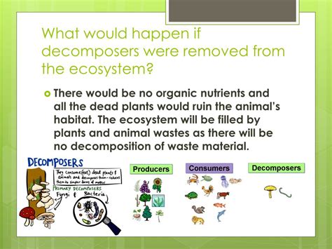 Benefits of Decomposers