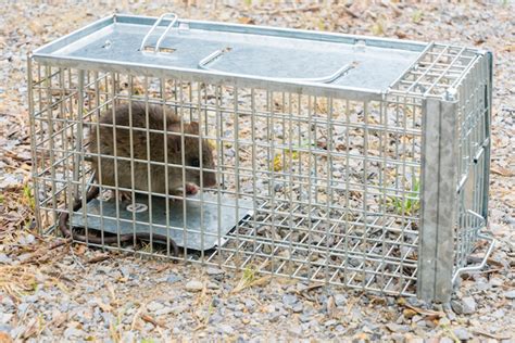 Benefits of Using Rodent Traps