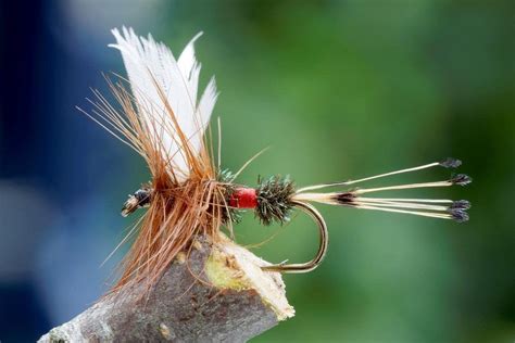 A close-up of a Stimulator fly