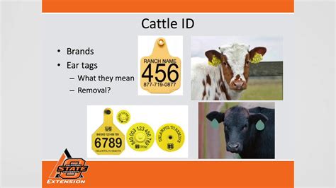 Best Practices for Cow Identification Tags