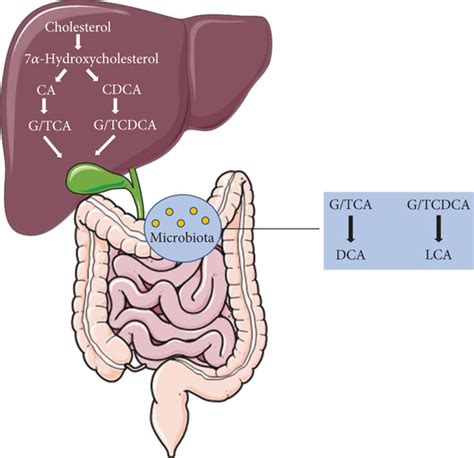 Bile acids research