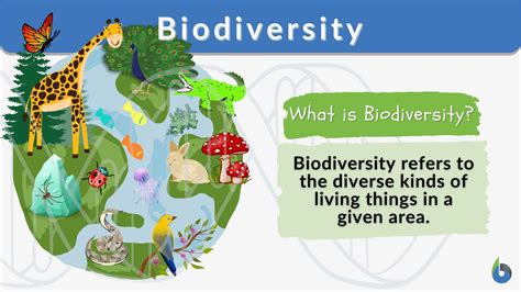 Biodiversity concept illustration