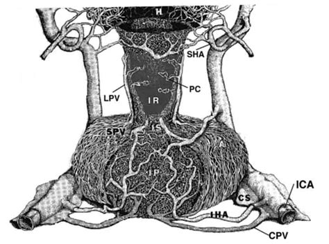 Biological Infundibulum