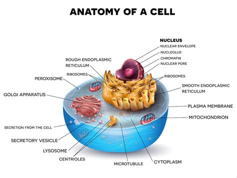 Biological Infundibulum Structure