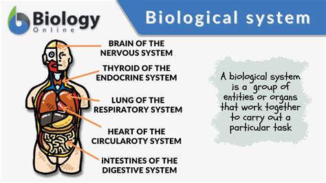 A representation of biological systems and their behavior