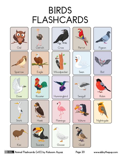 Bird Animal Flashcards