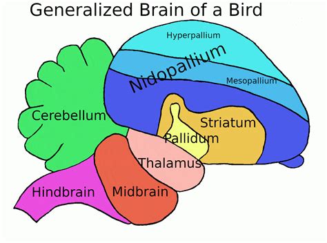 Bird brain vs human brain