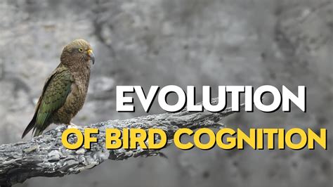 Bird cognition