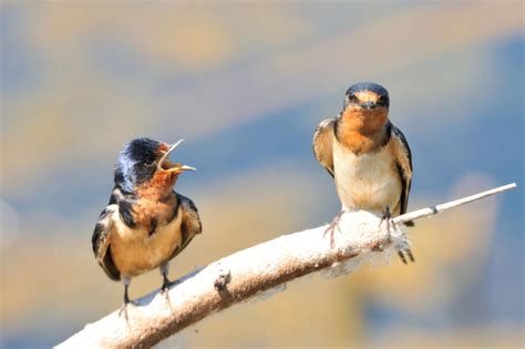 Bird communication