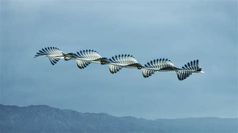 Patterns of bird flight