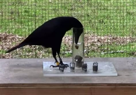 Bird intelligence tests